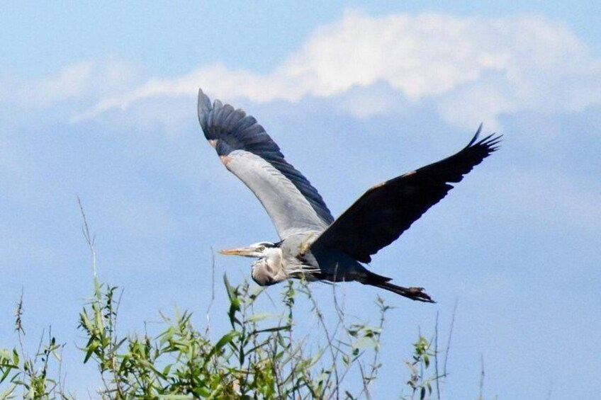 Private Everglades Airboat Rides West Palm Beach 5