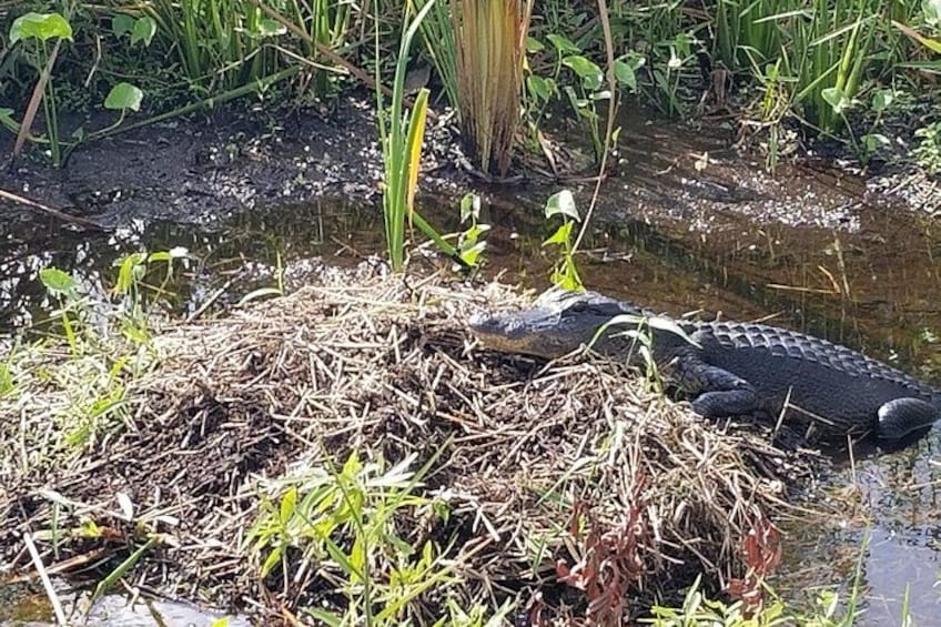 Private Everglades Airboat Rides West Palm Beach 4