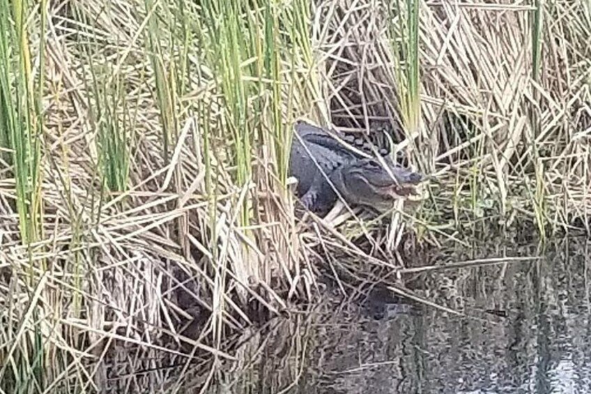 Private Everglades Airboat Rides West Palm Beach 2
