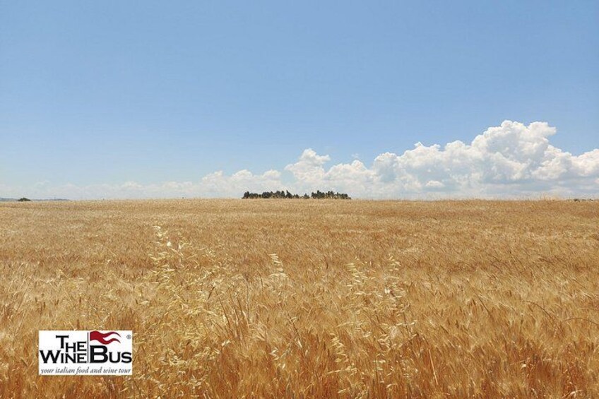 A golden wheat field under a clear sky. 3