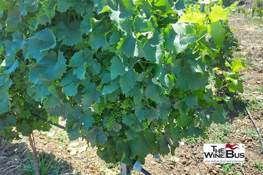 A grapevine with clusters of green grapes. 2