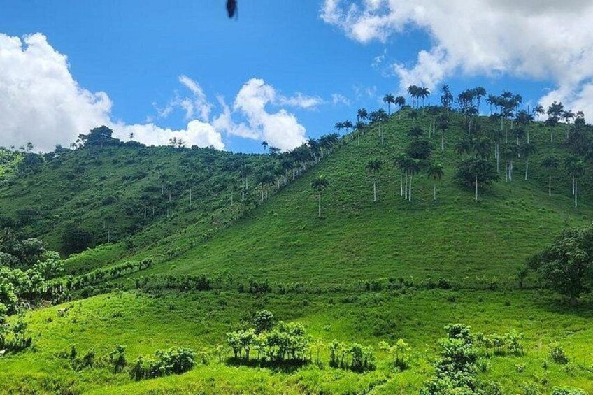 A lush green hillside with scattered trees and a clear blue sky. 5