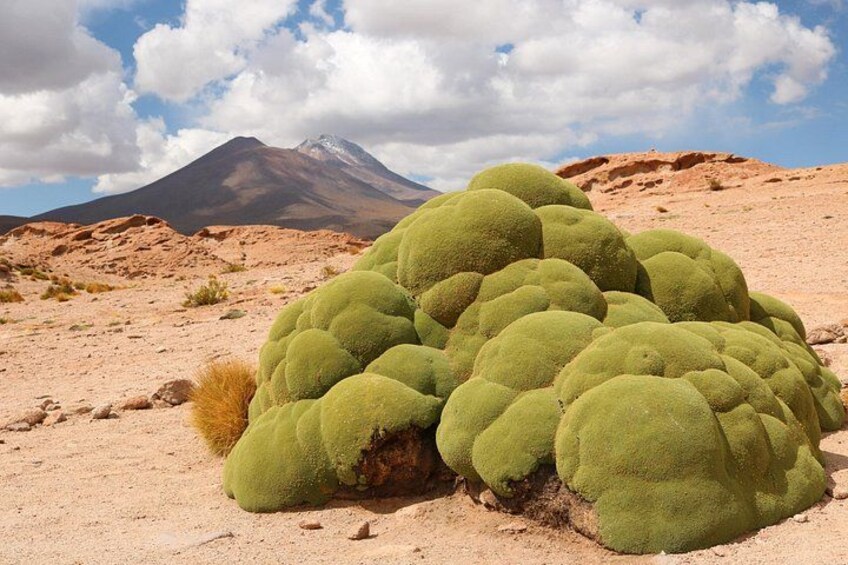 A green mossy rock formation in a desert landscape with a mountain in the background. 3