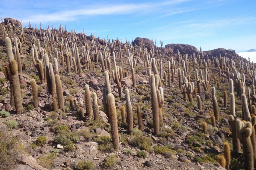A desert landscape with numerous cacti. 4