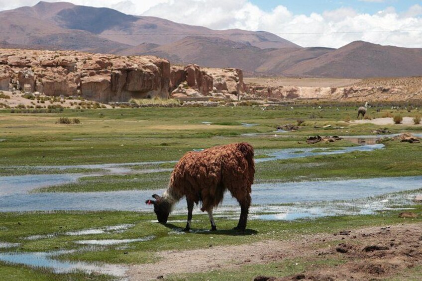 The llama in the town of Alota 5