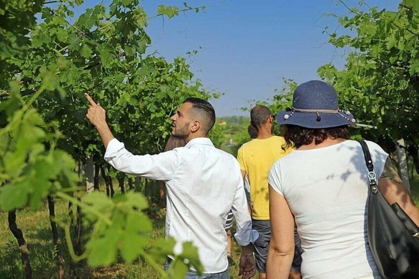 Farm animals and biodynamic wine tasting in Lazise 1