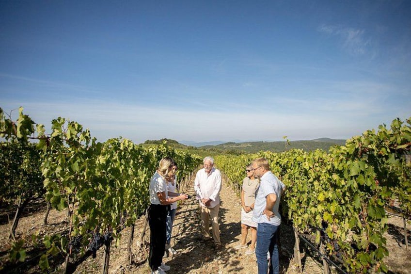 A vineyard with rows of grapevines and a group of people standing and conversing. 1