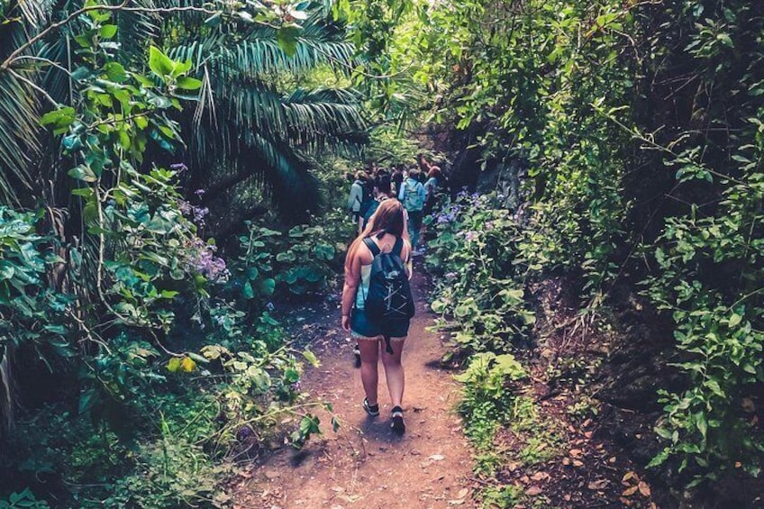 A forested hiking trail with dense vegetation and a group of hikers. 1