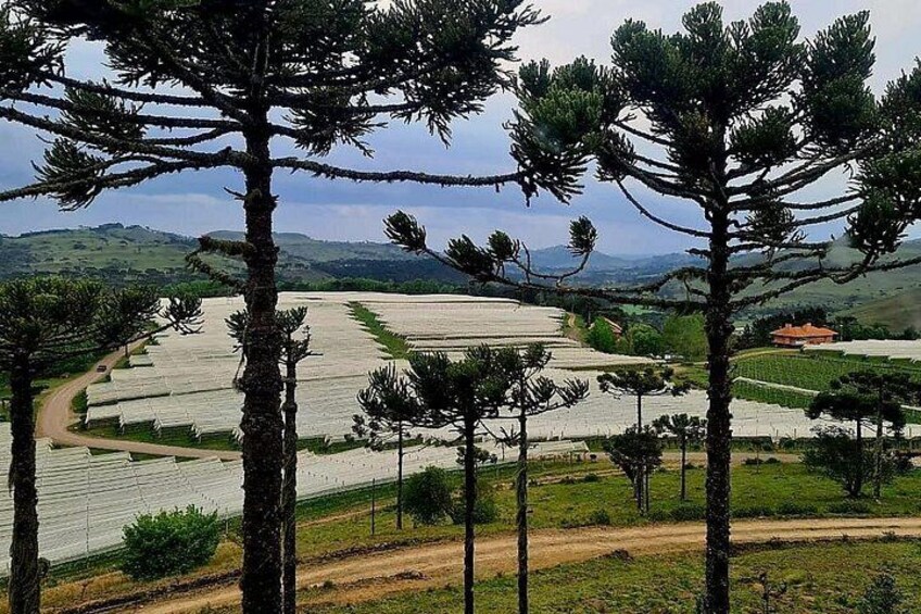 A landscape with a dirt road, pine trees, and terraced fields. 3