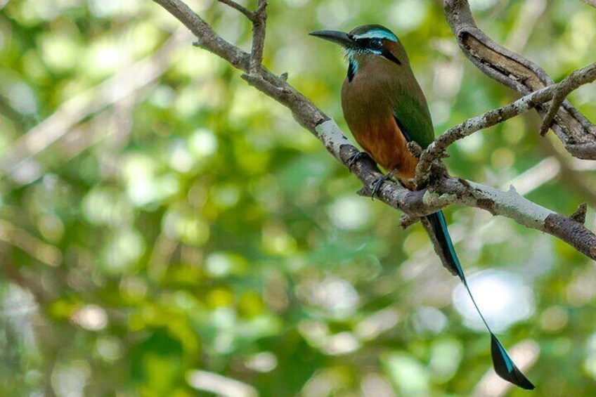 Un pájaro posado en una rama. 1