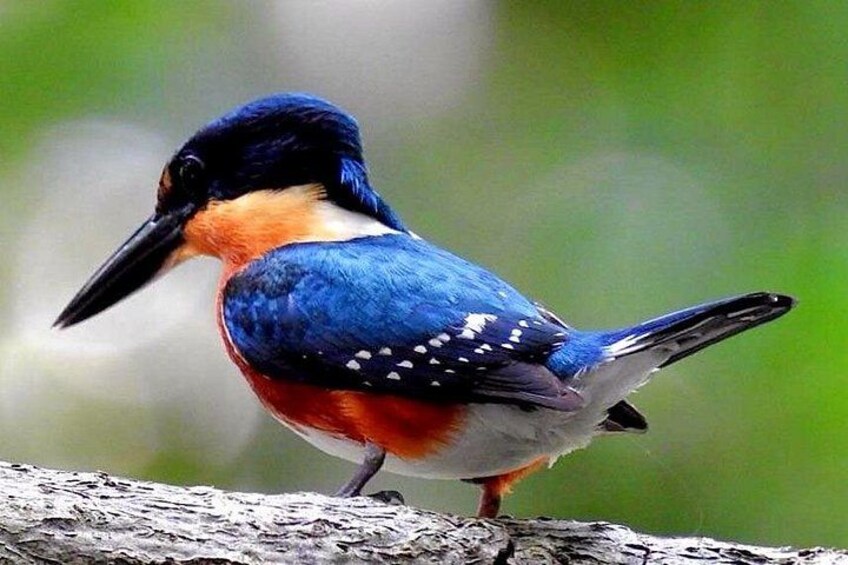 A bird with blue and orange plumage perched on a branch. 5