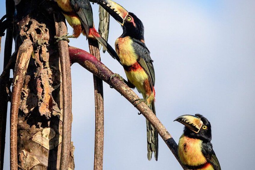 Toucans perched on a tree branch. 2