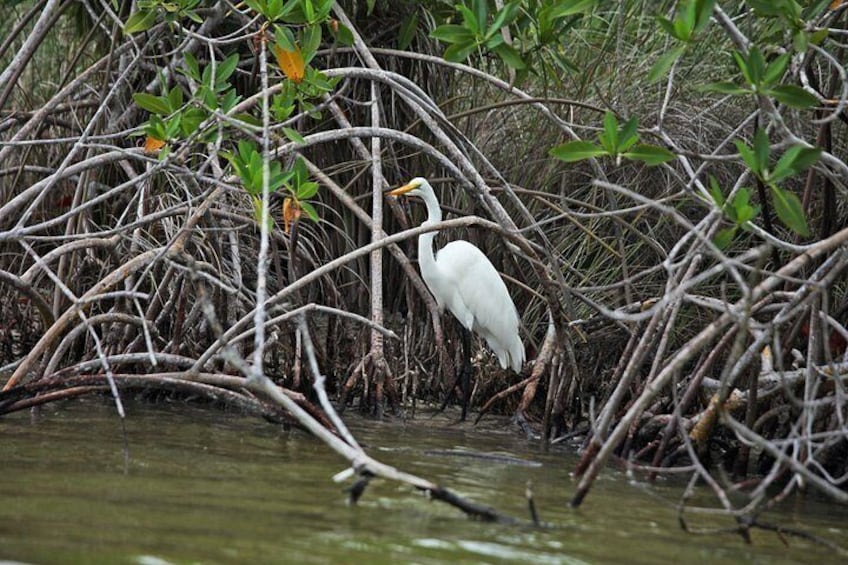Birdwatching in Sian Ka´an Muyil from Tulum - Shared Group Tour 4