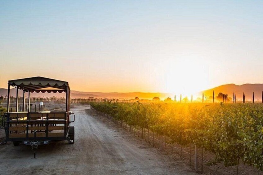 Valle de Guadalupe Premium Wine and Vineyard Wagon Tour 1