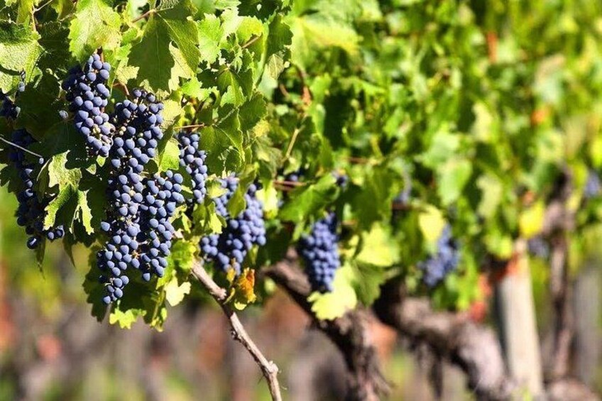 Valle de Guadalupe Vineyard Wagon Tour & Wine Tasting 4