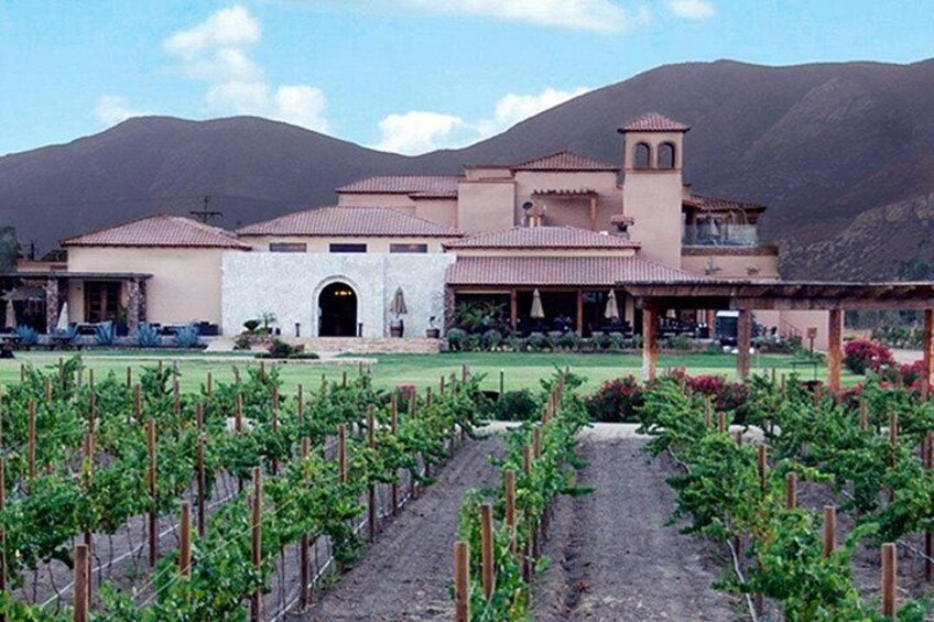 Valle de Guadalupe Vineyard Wagon Tour & Wine Tasting 3