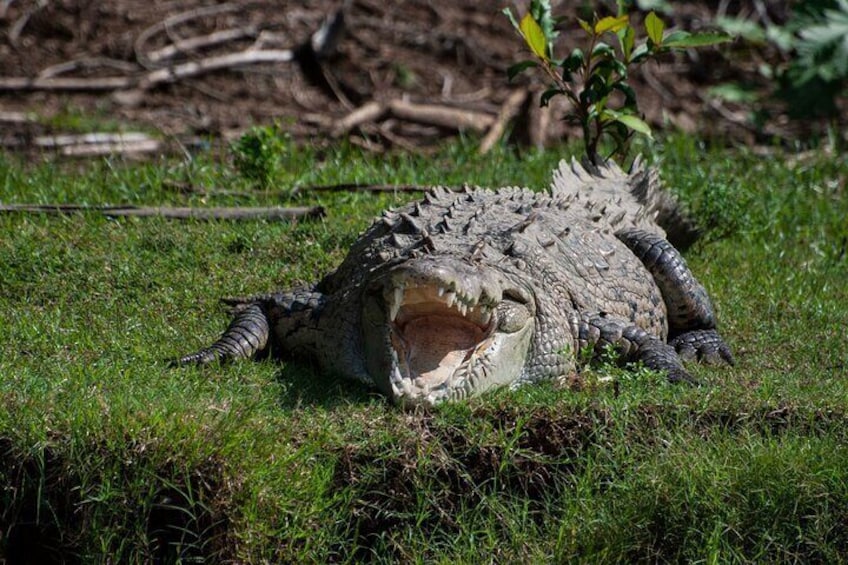 Ein auf dem Gras liegendes Krokodil mit geöffnetem Maul. 1