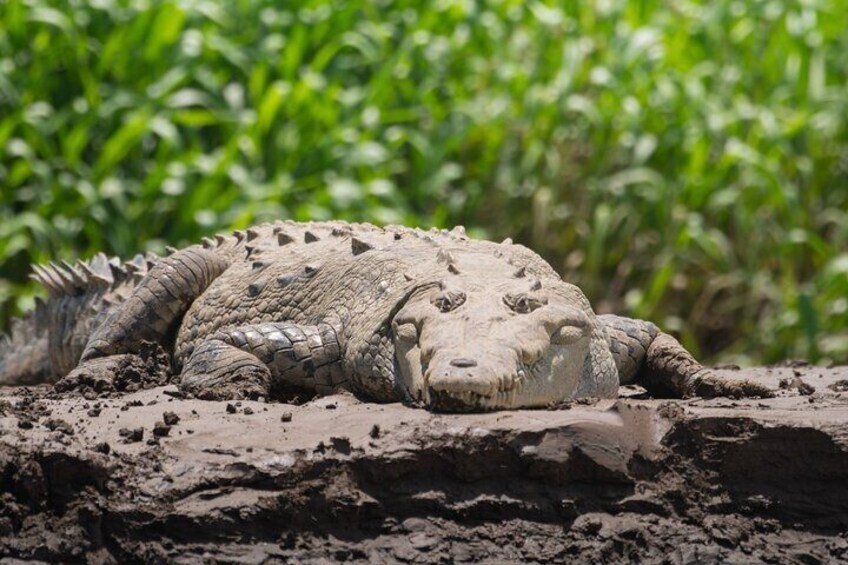 Ein Krokodil ruht auf schlammigem Boden, im Hintergrund grüne Vegetation. 5