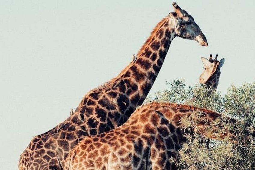 Twee giraffen staan nabij een struik. 1