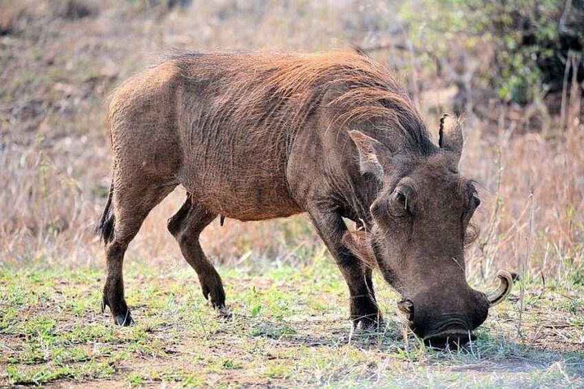 Een wild zwijn in een grasveld. 4