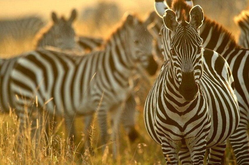 Zebra's in een veld met hoog gras. 3
