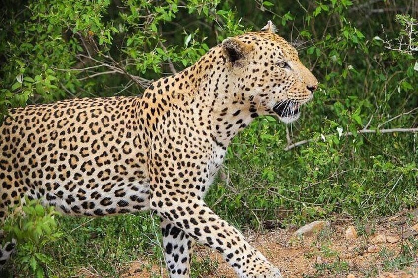 Un léopard marchant dans une zone herbeuse, avec un feuillage dense en arrière-plan. 1