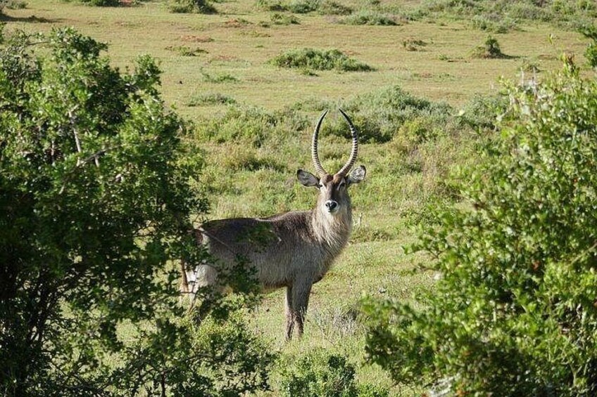 Een kudu antilope in een grasvlakte met bomen. 5