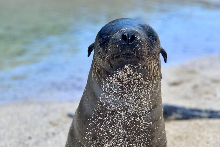 Un phoque, couvert de sable sur le visage, se tient sur une plage de sable, avec l’eau en arrière-plan. 5