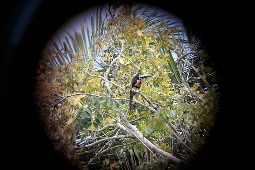 Un pájaro posado en una rama de árbol. 5