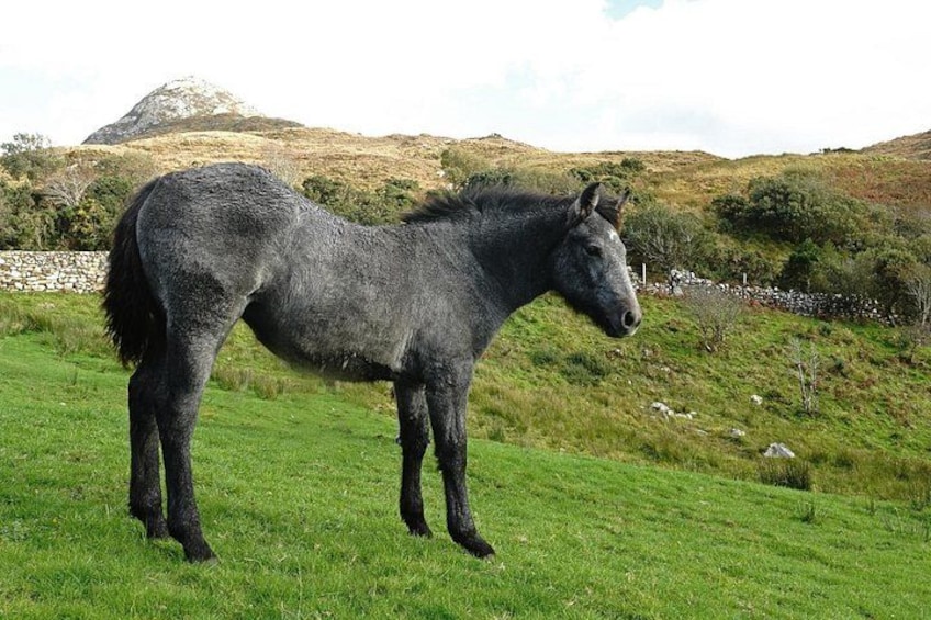 Un caballo de pie en un campo cubierto de hierba, con una montaña al fondo. 3