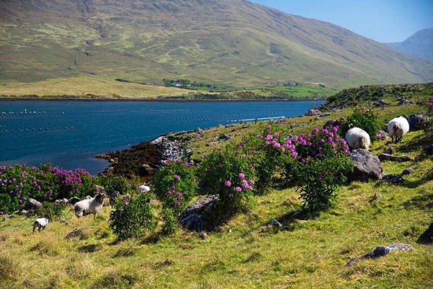 Galway to Connemara National Park Day Tour 3