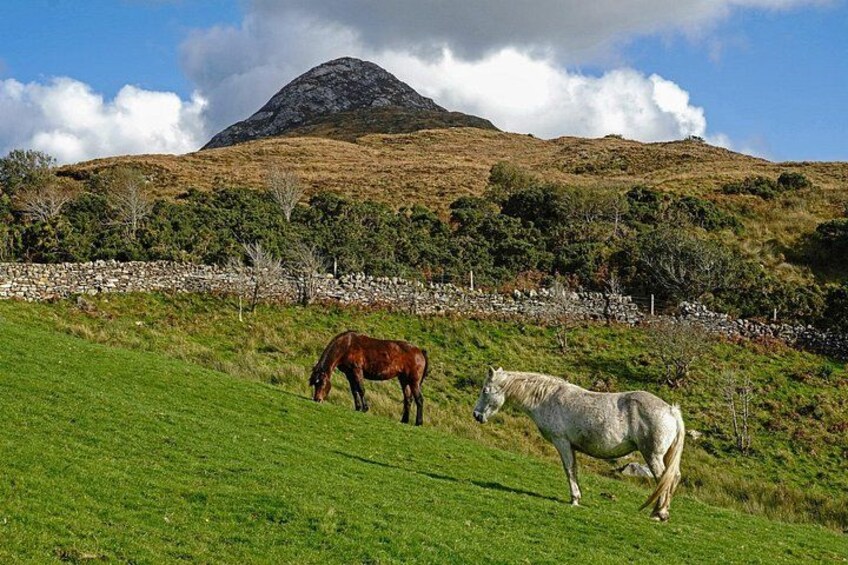 Galway to Connemara National Park Day Tour 2