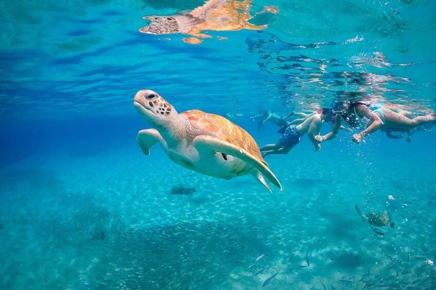 Private Island Hopping Boat Tour and view the Turtles 4