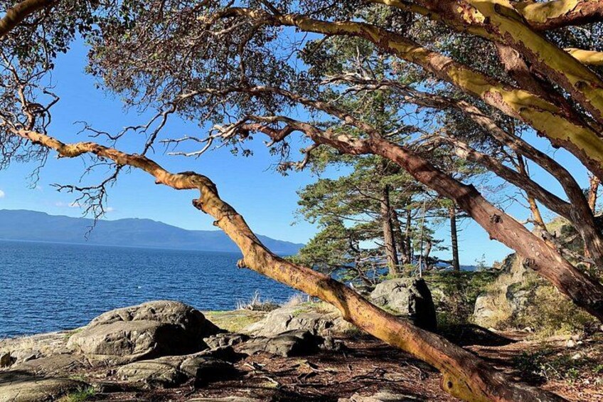 impressive arbutus tree 2