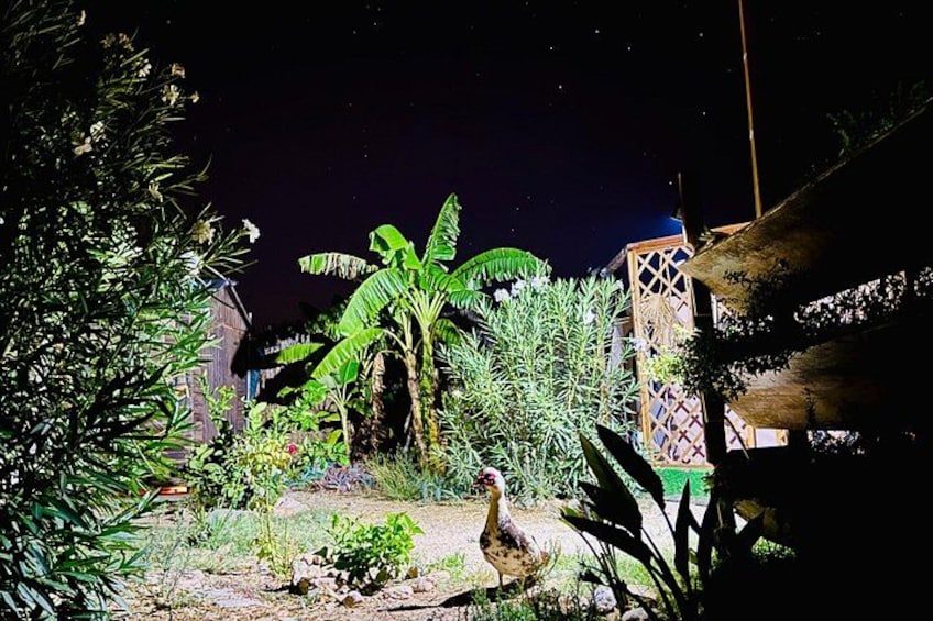 Astronomy Night - Family Stargazing in Finca Astronomica 3