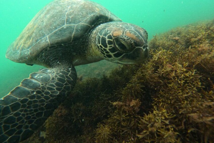 A sea turtle swimming underwater with a rocky seabed and marine plants. 4