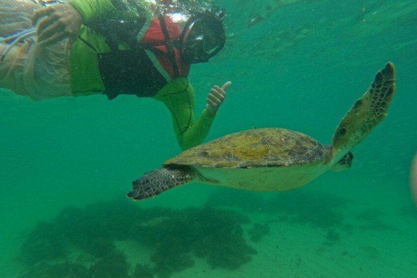 A diver underwater with a sea turtle. 2