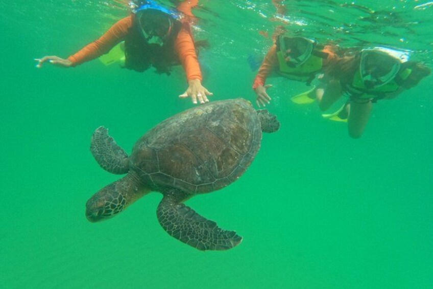 A diver swimming with a sea turtle. 1