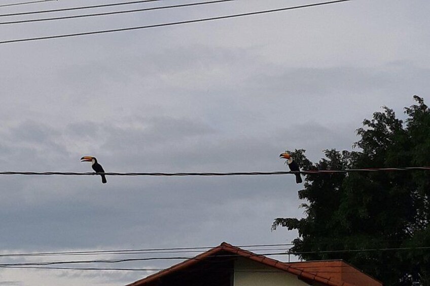Two birds perched on power lines with a cloudy sky and a building in the foreground. 4