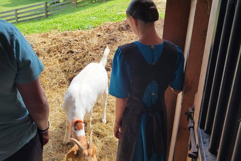 Unique Amish Immersion in Lancaster 2