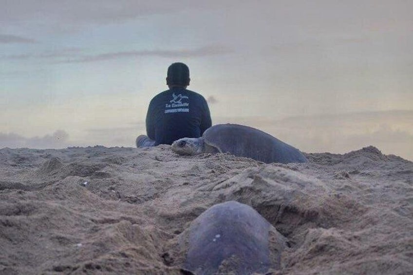 Une personne assise sur une plage de sable, avec un phoque à proximité. 5