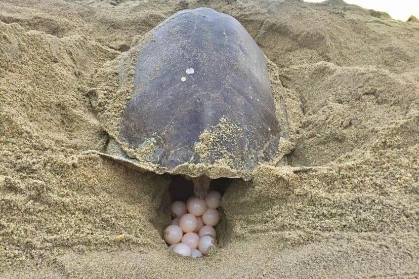 Une tortue dont la tête est partiellement enfouie dans le sable et qui a des œufs dans le sable. 3