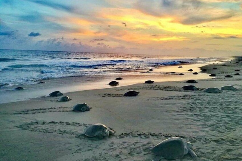 Une plage où l’on peut voir des tortues et des empreintes de pas. 1