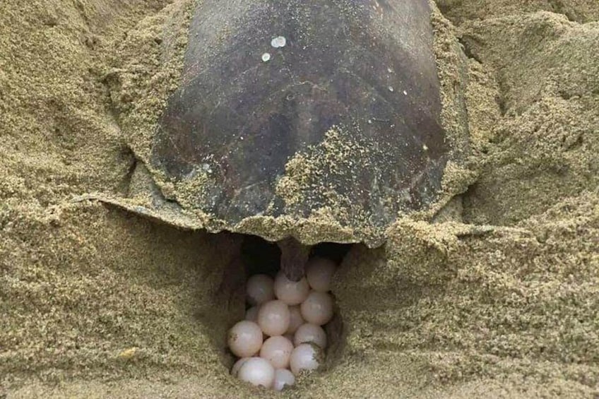 Une tortue près de son nid et de ses œufs dans le sable. 4