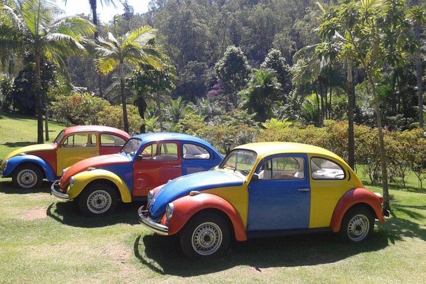 Tres autos antiguos estacionados en un césped con palmeras al fondo. 5