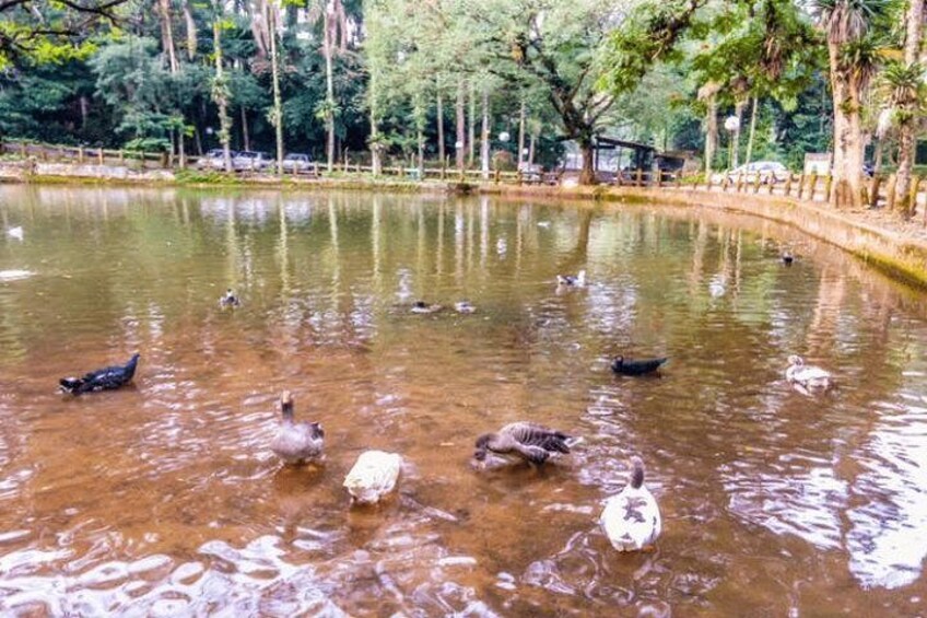 Hiking Ecotour Jaraguá Park – Incredible Rain Forest Landscapes In São Paulo 2