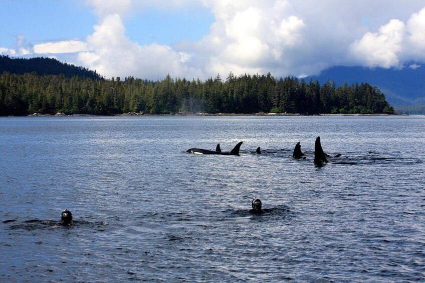 Snorkeling with Orca Whales 3