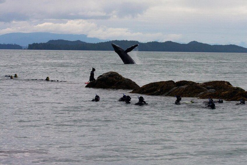 Humpback Whale breaches near snorkelers 5