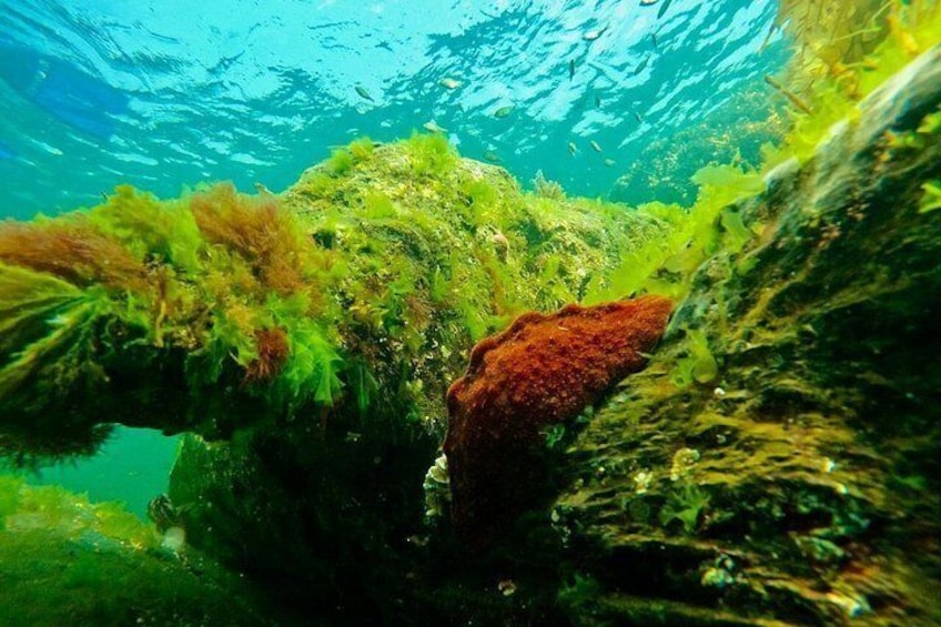 Gumboot Chiton 3