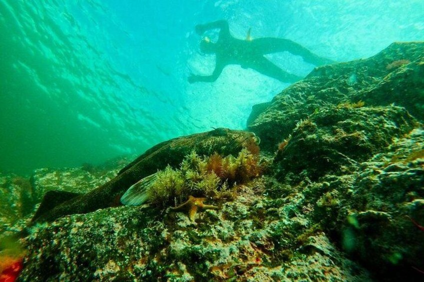 Ling Cod with snorkeler 2